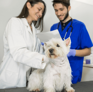 Estudia la Maestría en auxiliar técnico veterinario