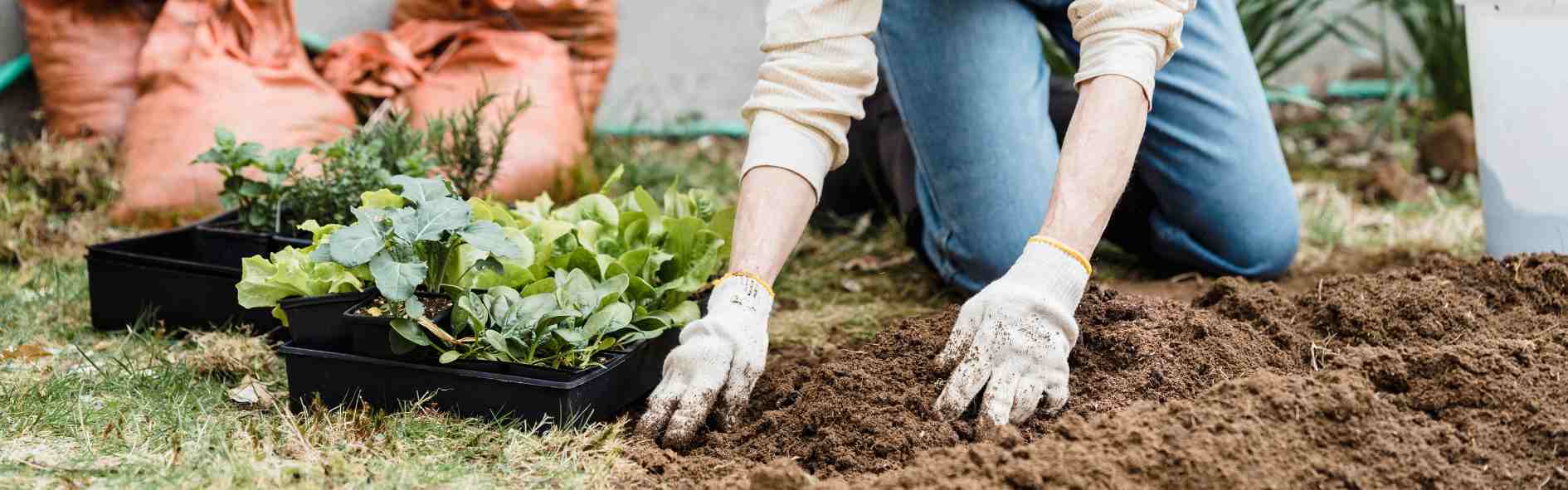 Descubre la diferencia entre abono y fertilizante, sus funciones, y qué es mejor en cada caso.