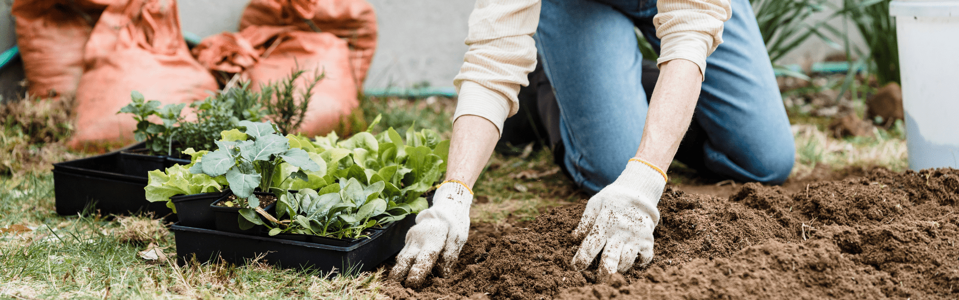 Descubre la diferencia entre abono y fertilizante, sus funciones, y qué es mejor en cada caso.